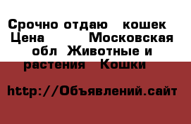 Срочно отдаю 2 кошек › Цена ­ 200 - Московская обл. Животные и растения » Кошки   
